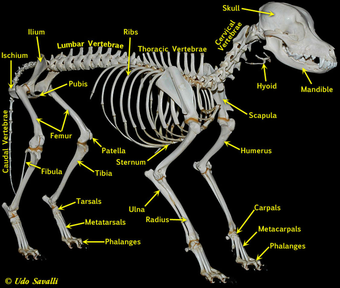 dog skele