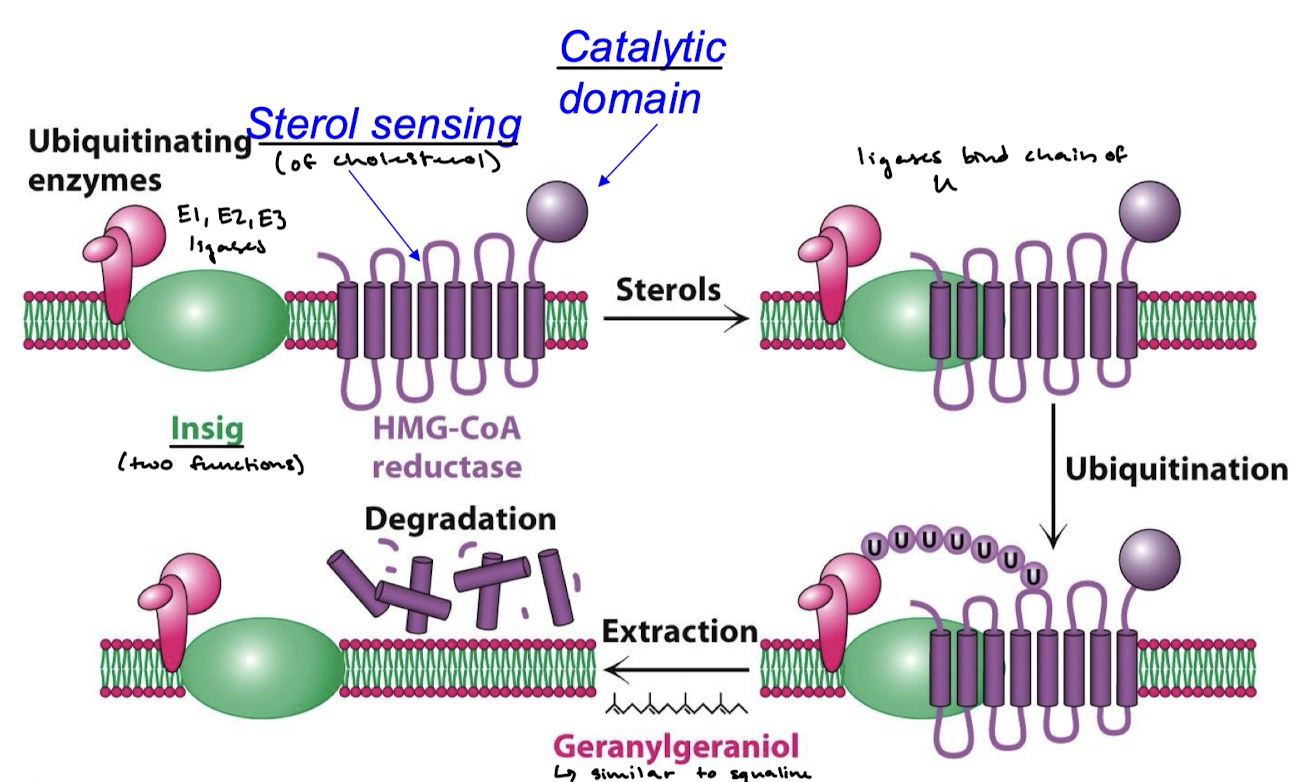 <p>HMG-CoA reductase undergoes proteosomal degradation. Sterol-regulated and insig-mediated ubiquitination.</p>