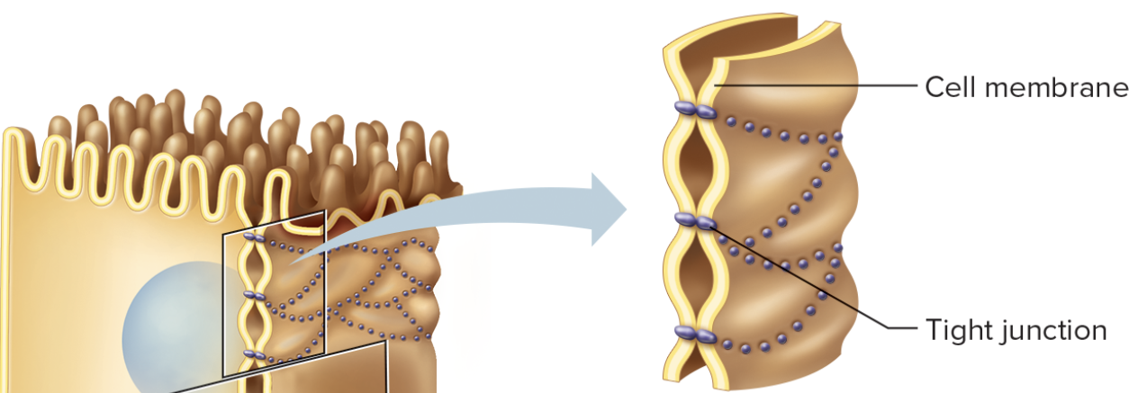 <p>tight junction is a close space between cells by fusing cell membranes. tight junctions usually join cells that form sheetlike layers (e.g. cells that line the inside of the digestive tract or the linings of tiny blood vessels in the brain) </p>