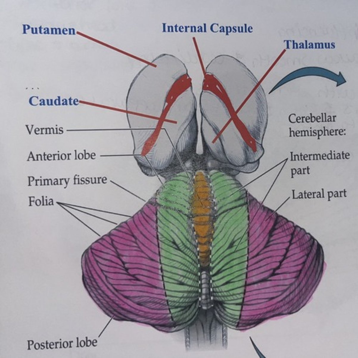 <p>In this image of the cerebellum, pair the colors with their respective hemisphere regions or structural name if it is not a hemisphere</p>
