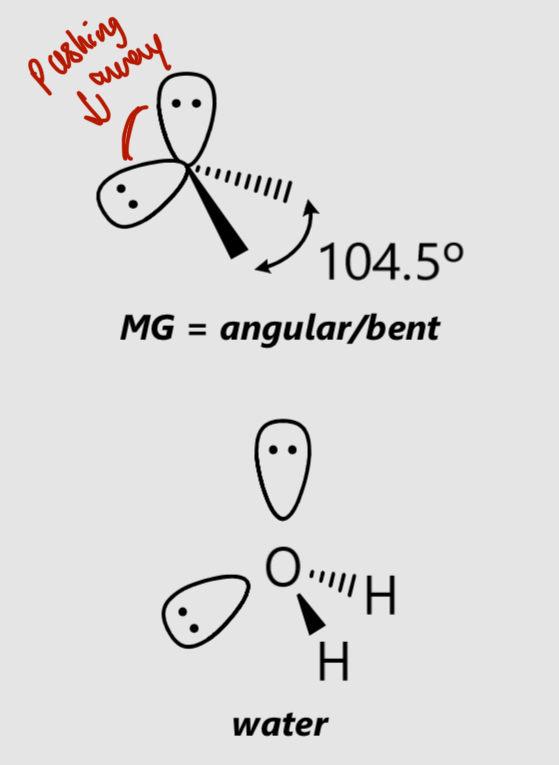 <p>MG = angular/bent</p><p>104.5°</p>