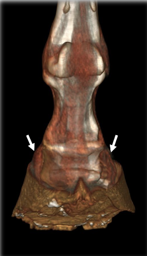 <p><span><span>What bones are shown in the picture?</span></span></p>