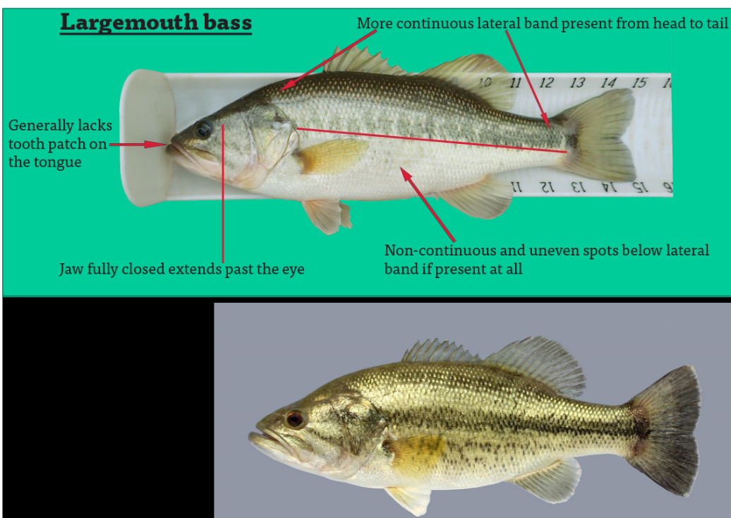 <ul><li><p>Generally lacks tooth patch on tongue </p></li><li><p>Jaw fully closed extends past the eye</p></li><li><p>More continuous lateral band present from head to tail </p></li><li><p>Non-continuous and uneven spots below lateral band if present at all </p></li></ul><p></p>