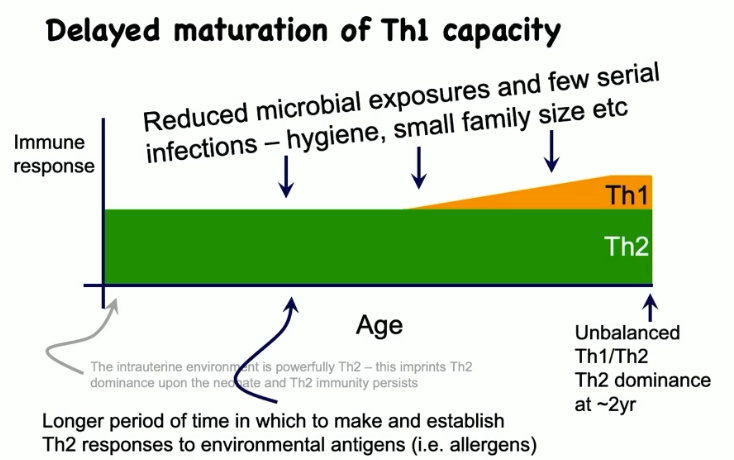 <ul><li><p>delayed maturation of Th1 capacity because of reduced microbial exposures and few serial infections (hygiene, small family size, etc.)</p></li><li><p>unbalanced Th1/Th2, with Th2 predominating</p></li></ul><p></p>