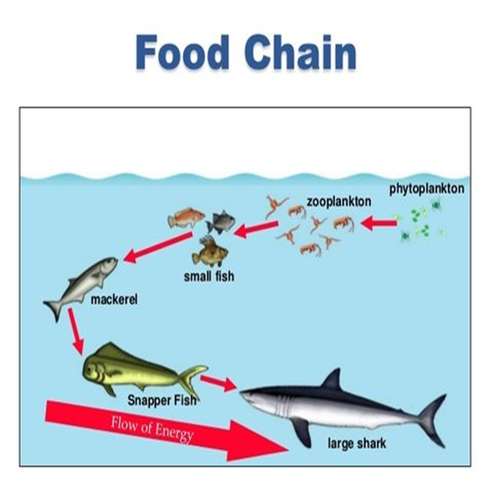 <p><strong>aquatic</strong> animal-like <strong>organisms </strong>&amp; the larval stages of other life forms (animal!)</p>