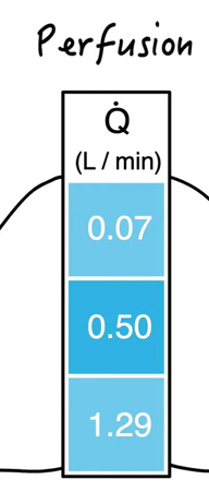 <p>into the lung base rather than the lung apex</p><ul><li><p>more alveoli and pulmonary blood vessels at base</p></li><li><p>gravitational effects on pulmonary blood</p></li></ul><p></p><p>Both <strong>ventilation and perfusion are greater at the lung bases</strong> in upright posture, but <strong>perfusion increases more steeply than ventilation</strong></p><p></p>