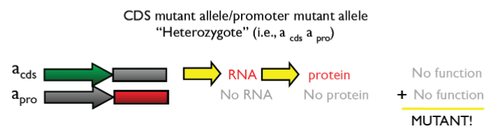 <ul><li><p>2 mutant alleles can’t complement each other so phenotype is mutant (indicator of <strong><u>allelism</u></strong>)</p></li><li><p>Molecular vs Phenotypic visibility of allelism:</p><ul><li><p>while locus appears hetero at molecular lvl, the individual appears homo at phenotypic lvl</p></li></ul></li></ul>