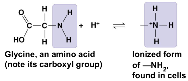 <ul><li><p>acts as a base</p></li><li><p>compound name: amine</p></li></ul><p></p>