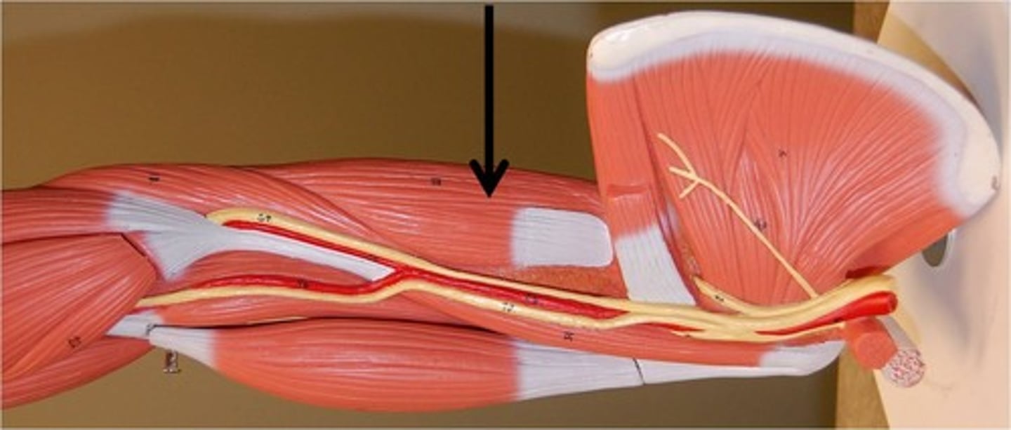 <p>Origin: Infraglenoid tubercle of lateral border of scapula</p><p>insertion: olecranon process</p><p>** between the medial and lateral heads, they all insert at the olecranon process</p>