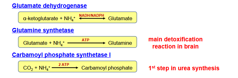 <p>Ammonia is toxic</p><p></p><p>Two ways:</p><ol><li><p><strong><em><u>transamination reaction </u></em></strong>collect nitrogen on glutamate rather than release free ammonia</p></li><li><p>three eyzmes can fix <strong><em><u>free ammonia into organic molecules</u></em></strong></p><ol><li><p>glutamate dehydrogenase</p></li><li><p>glutamine synthetase</p></li><li><p>carbamoyl phosphate synthetase I</p></li></ol></li></ol><p></p><p></p><p></p>