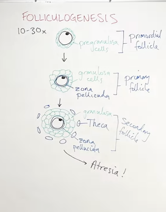 <ul><li><p>every month, a few primordial follicles are&nbsp;“recruited” to turn into primary follicles</p></li><li><p>then secondary follicles</p></li><li><p>then atresia&nbsp;</p></li></ul><p></p>