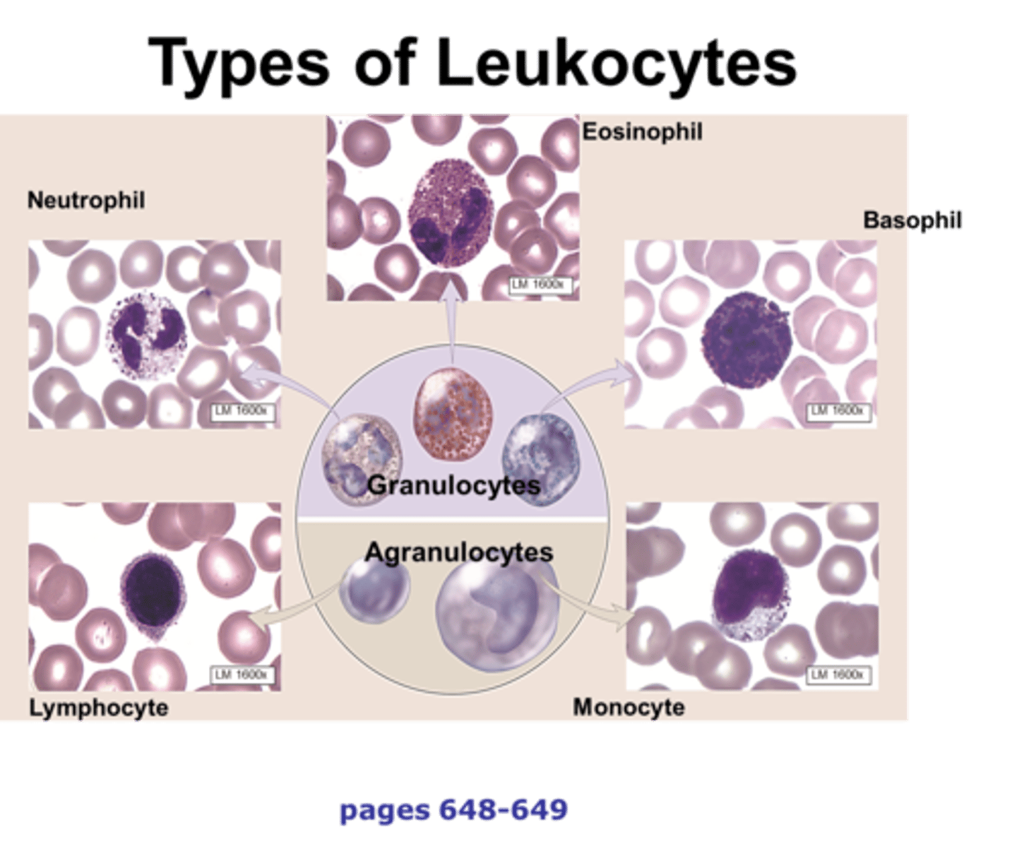 <p>lymphocytes and monocytes</p>