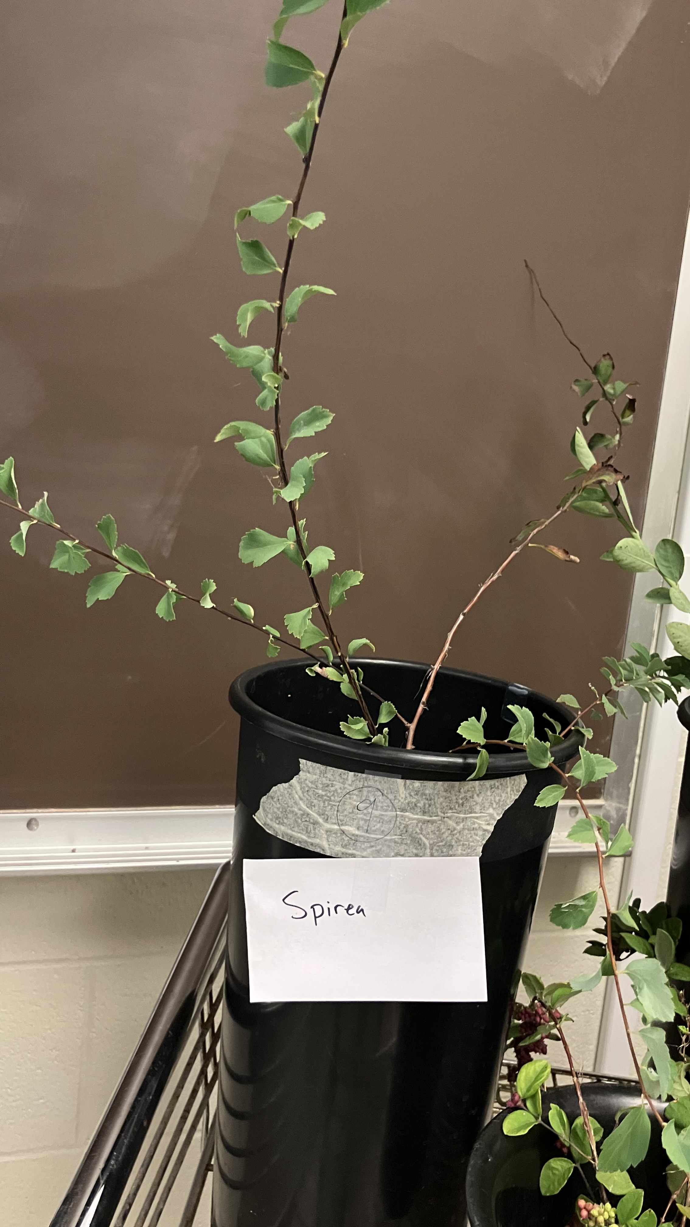 <p>Spiraea spp.</p>