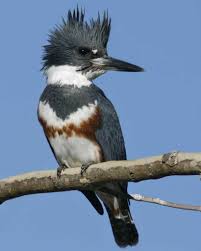 <p>What bird is this?</p>