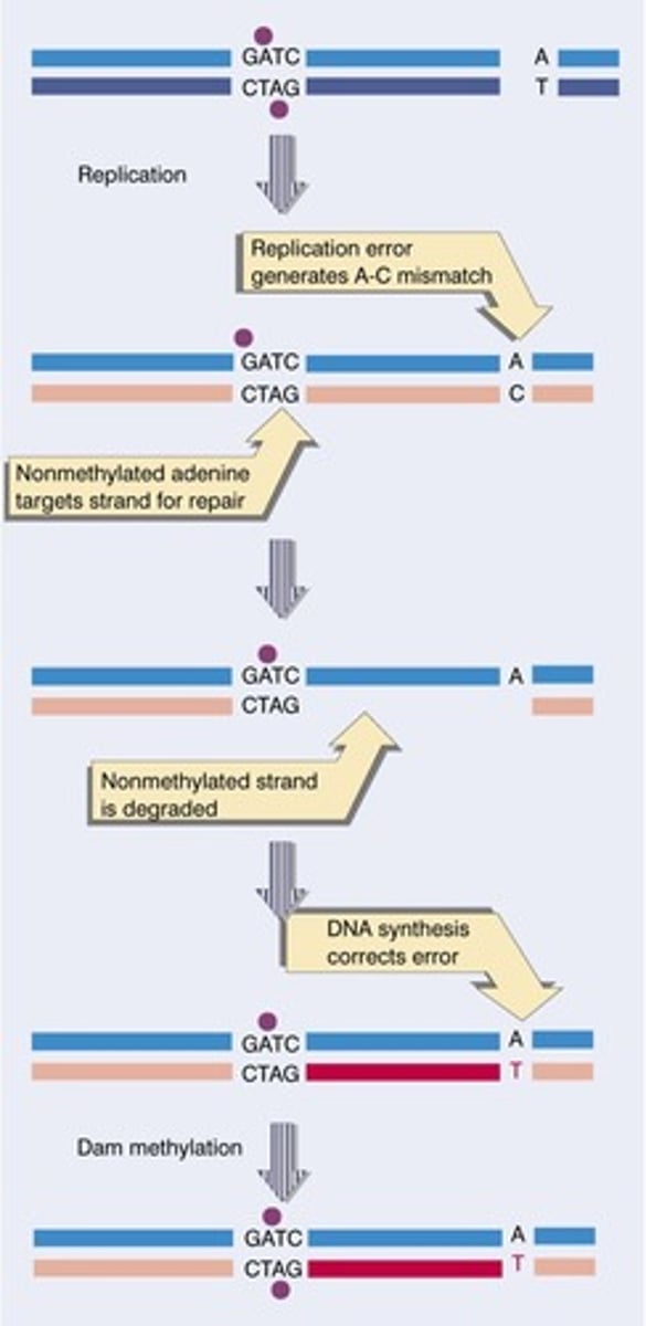 <p>(C) The Mismatch Repair Mechanism</p><p>The mismatch repair mechanism happens after DNA replication. Through this mechanism, mismatches in the DNA sequence missed by the DNA polymerases during replication will be fixed.</p>