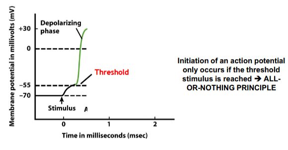<p>Depolarizing potentials bring the membrane closer to threshold; hyperpolarizing potentials move it further from threshold.</p>