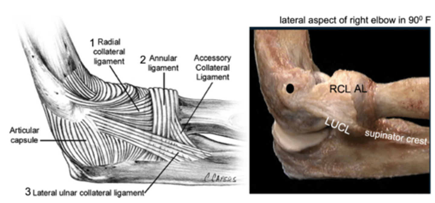 <p>Lateral collateral ligament complex</p>