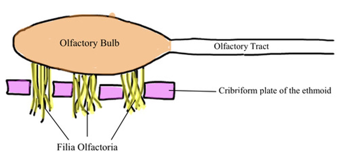 <p>so we have an olfactory bulb with an olfactory tract connected to it...</p><p>filia olfactoria is found coming out of the olfactory bulb that travels through the cribriform plate of the ethmoid</p>