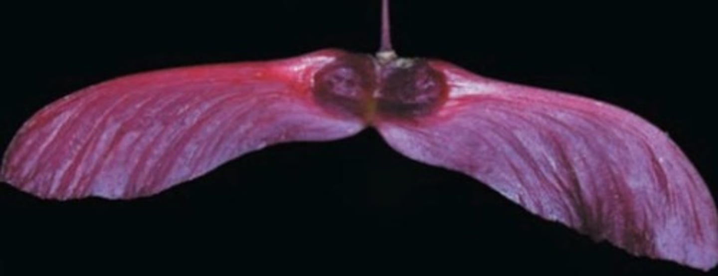 <p>An example of a plant that uses wind as a mechanism for seed dispersal.</p>