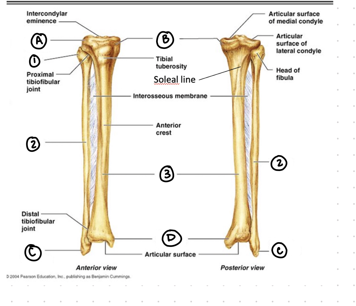 <p>tibia and fibula - A</p>