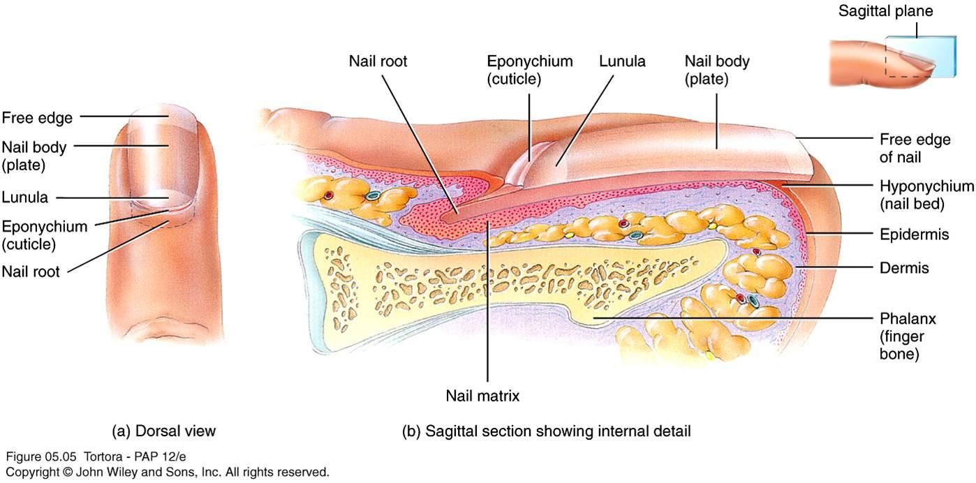 <ul><li><p>protection covers ends of fingers and toes</p></li><li><p>keratinized stratified squamous epithelium cells </p></li><li><p>nail root- location of cellular division </p></li><li><p>Lunula(white half moon shaped area) growing region </p></li><li><p>nail bed- nail attached too</p></li></ul>