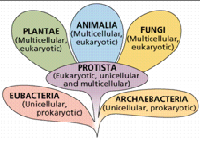 <p>Relate Bacteria, Archea, Eukaryotes, and Protista, in the base of the tree of life.</p>