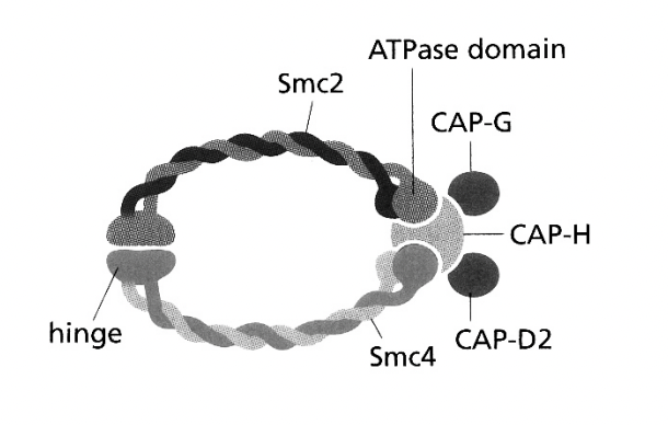 <ul><li><p>Complexes of SMC2 and SMC4&nbsp;</p></li><li><p>with kleisin proteins (CAPs)</p></li><li><p><strong>clamp</strong>&nbsp;chromatin fibres</p></li></ul><p>→ Condensation mediated!</p><p></p>