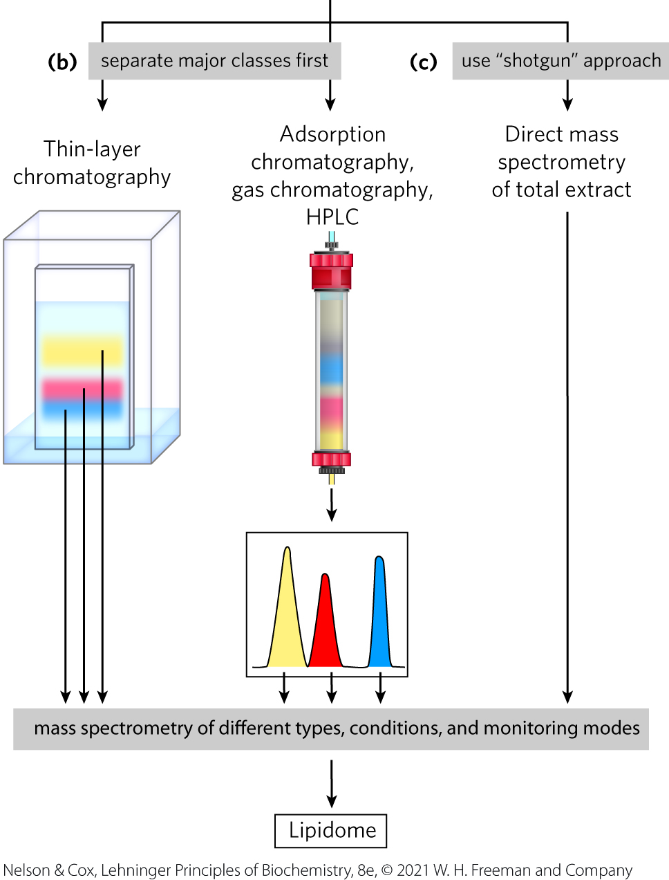 <p><span>lipids in mixtures can be separated based on their polarity and interactions with polar materials such as silica, using adsorption chromatography methods such as HPLC or TLC</span></p>