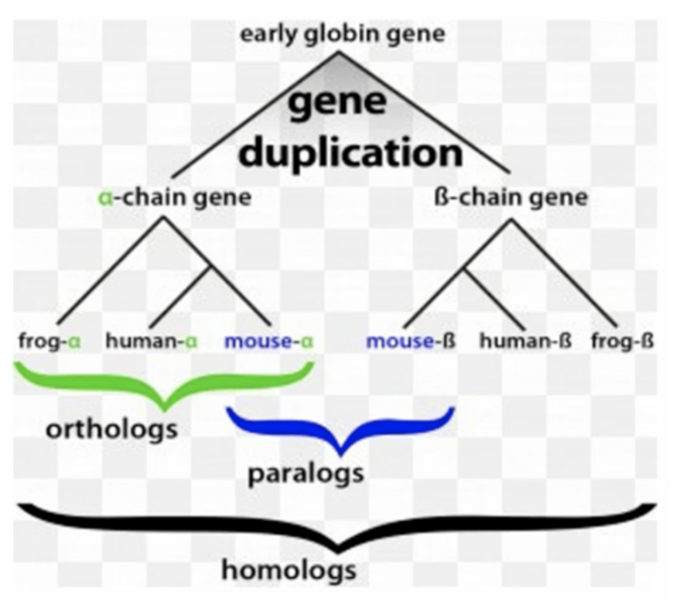 <p>Homologous genes within a single species</p>