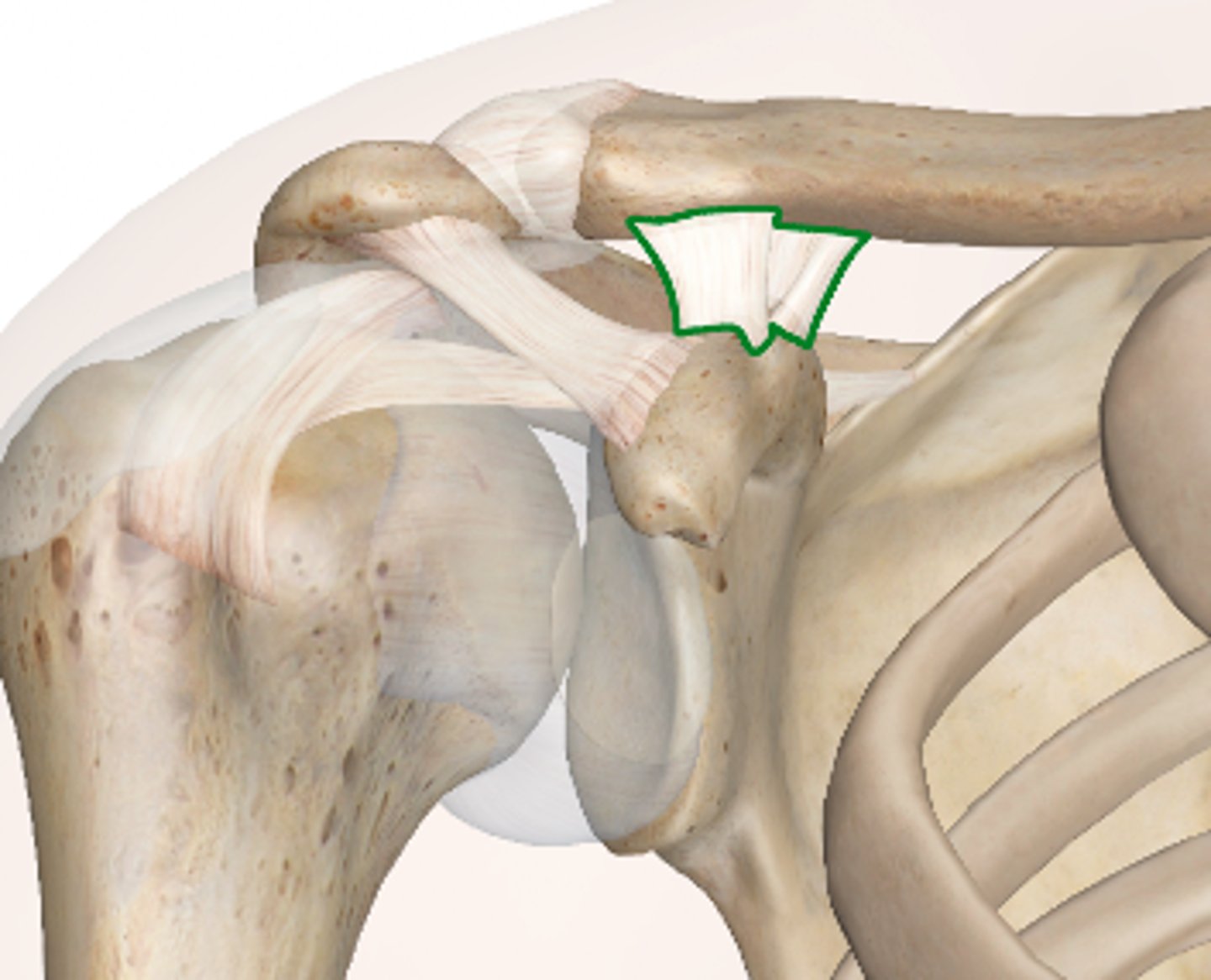 <p>connects the superior surface of the coracoid process of the scapula to the inferior surface of the clavicle's lateral end</p>