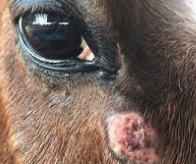 <ul><li><p><span style="background-color: transparent;"><strong><span>Et:</span></strong><span> adult </span></span><span style="background-color: transparent; color: red;"><strong><span>stomach worm(wall), passed in feces → fly intermediate</span></strong></span></p><ul><li><p><span style="background-color: transparent;"><span>Larvae deposited on </span><strong><u><span>moist tissues</span></u><span> → penis + medial cantus</span></strong></span></p></li></ul></li><li><p><span style="background-color: transparent;"><strong><span>Cs:</span></strong><span> </span><strong><span>nodules with </span></strong></span><span style="background-color: transparent; color: red;"><strong><span>granulation</span></strong></span><span style="background-color: transparent;"><strong><span> tissue &amp; yellow “sulfur granules” necrotic center</span></strong><span>; commonly penis/urethral process, medial canthus</span></span></p></li><li><p><span style="background-color: transparent;"><strong><span>Dt:</span></strong><span> Histopath (eosinophils, mast cells, granulation tissue)</span></span></p></li><li><p><span style="background-color: transparent;"><strong><span>Tx:</span></strong><span> </span></span><span style="background-color: transparent; color: red;"><strong><span>Ivermectin, steroids</span></strong></span></p><ul><li><p><span style="background-color: transparent;"><span>Aka → Kill larvae/adults, control flies, reduce inflammation</span></span></p></li></ul></li></ul><p></p>