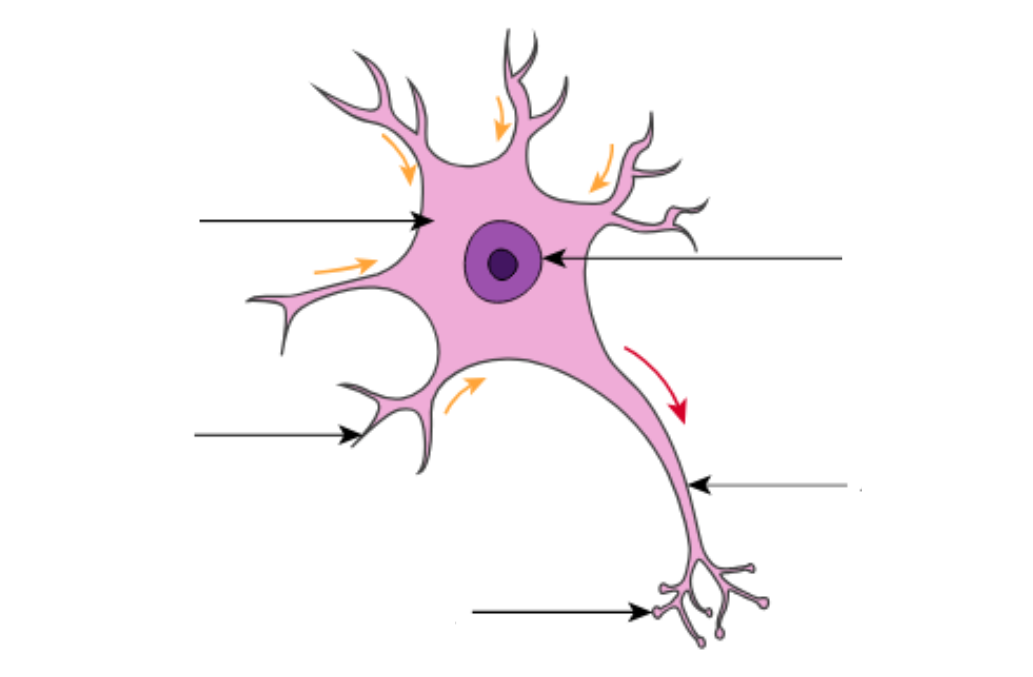 <p>label this relay neuron</p>