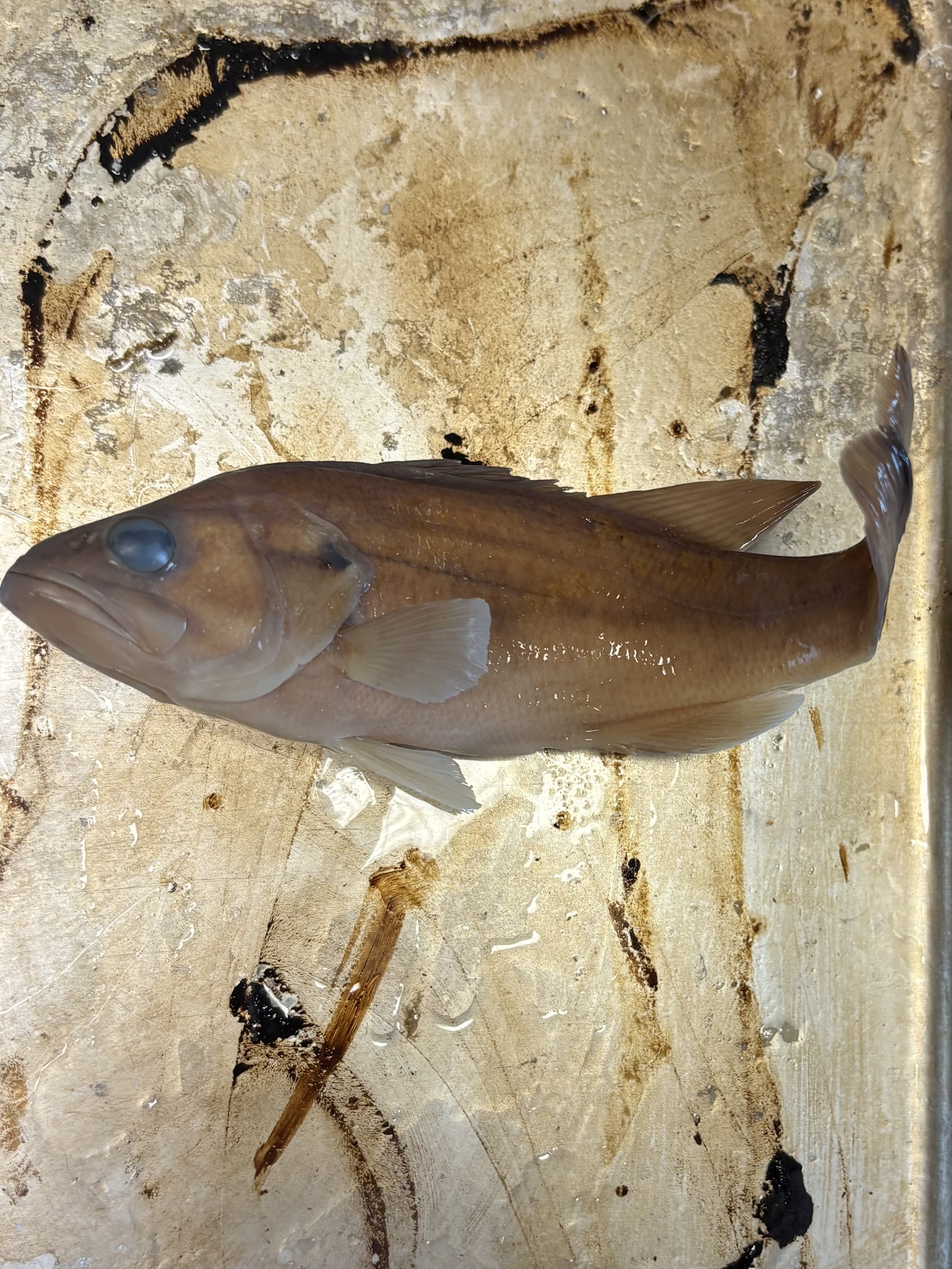 <p>name the superclass, class, order, and common name of this organism</p>