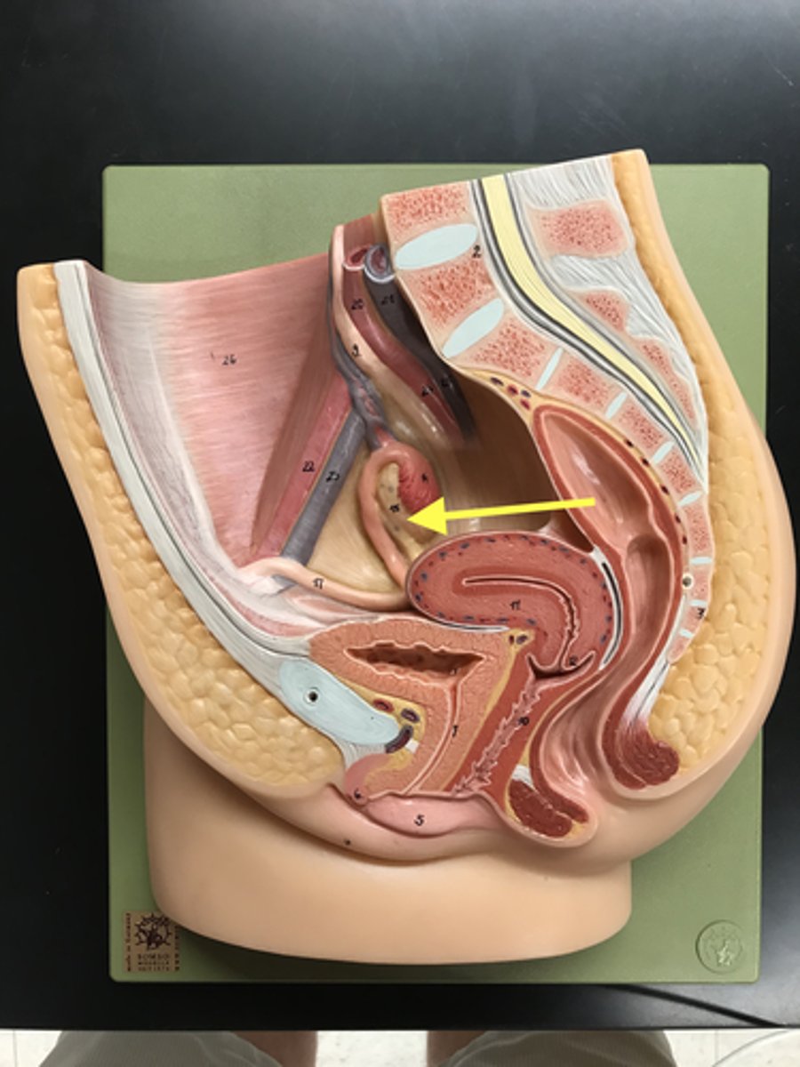 <p>female gonads</p>