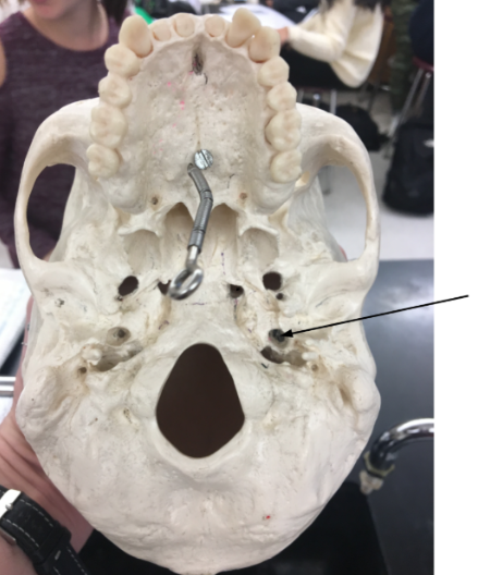 knowt flashcard image