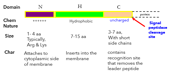 <p>Plays an important role for attaching or inserting a protein into/through a membrane. Is a 20-30 amino acid sequence at the amino-terminal end of the protein that is removed during or after translocation by signal peptidase. </p><p>Prevents protein from folding with help from SecB (if folded cant be transported)</p><p>protein + leader peptide = preprotein.</p><p>Does NOT determine the final destination of the protein.</p>