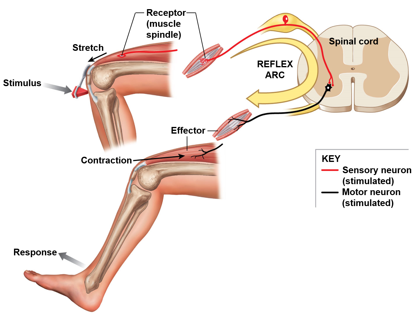 <p>Patellar reflex (hit the knee)</p><ul><li><p>called monosynaptic</p></li><li><p>Checks integrity of dorsal root, spinal cord, and ventral root</p></li></ul>