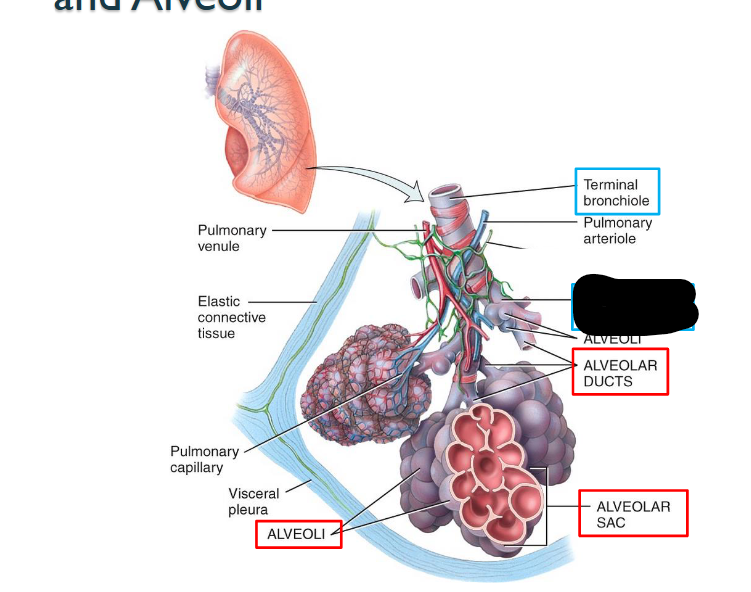 <p>What structure is this within the Lungs?</p>