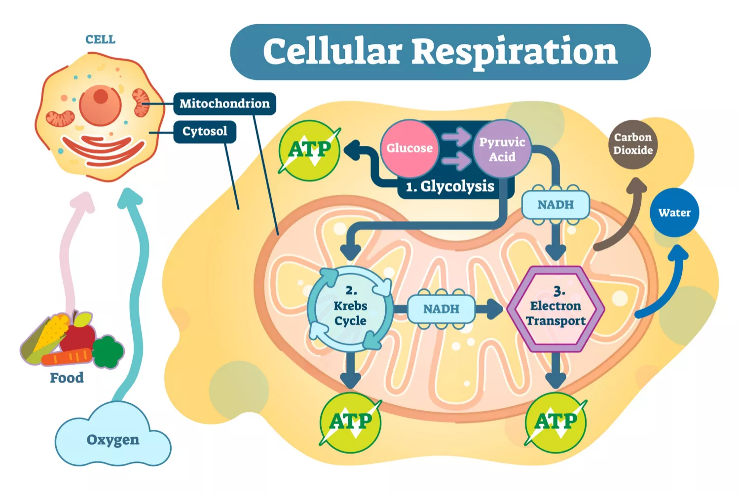<p><span style="font-family: Arial, sans-serif">a process by which living cell obtain energy from organic molecules and release waste products</span></p><p><span style="font-family: Arial, sans-serif">Comprises the metabolic reaction that a cell uses to get energy from organic molecules and release waste products&nbsp;</span></p>