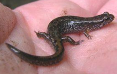 <p>Northern Dusky Salamander</p>