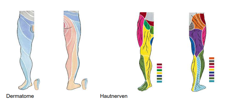 <ul><li><p>enden in Hautnerven</p></li></ul><p></p>