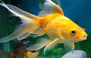 <p>Goldfish</p>