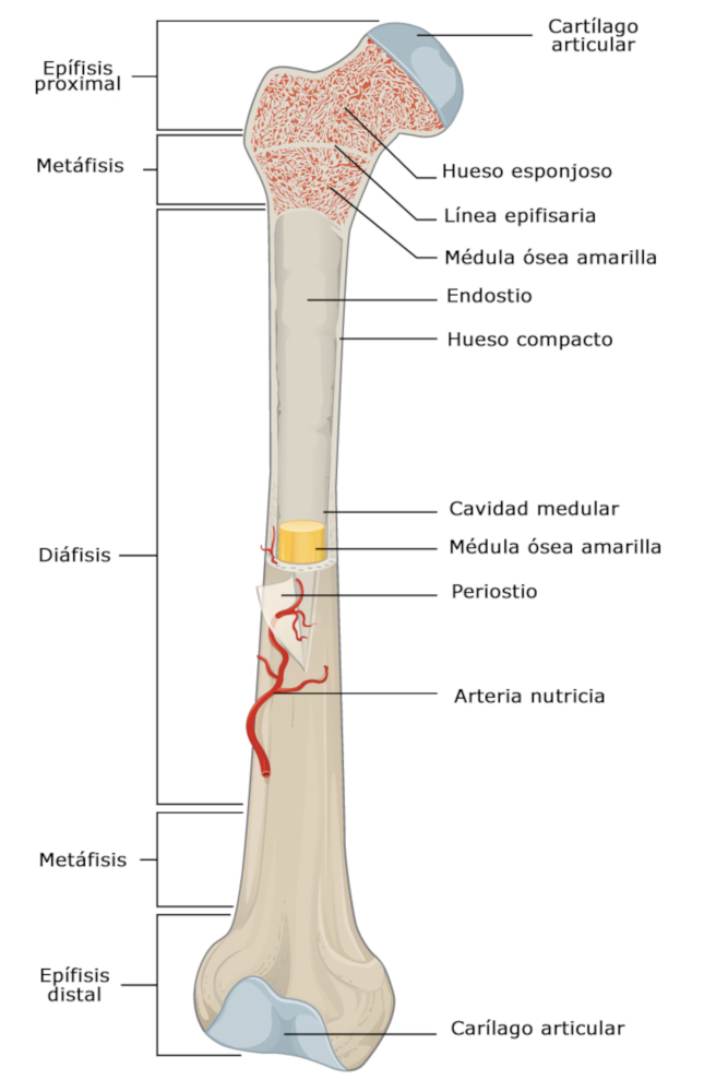 <ol><li><p>Predominan longitud</p></li><li><p>Partes: </p><p>a. Epífisis distal/proximal (médula osea roja), metáfisis (zona de crecimiento - placa epifisaria) Diáfisis (medula ósea amarilla)</p></li></ol><p></p>