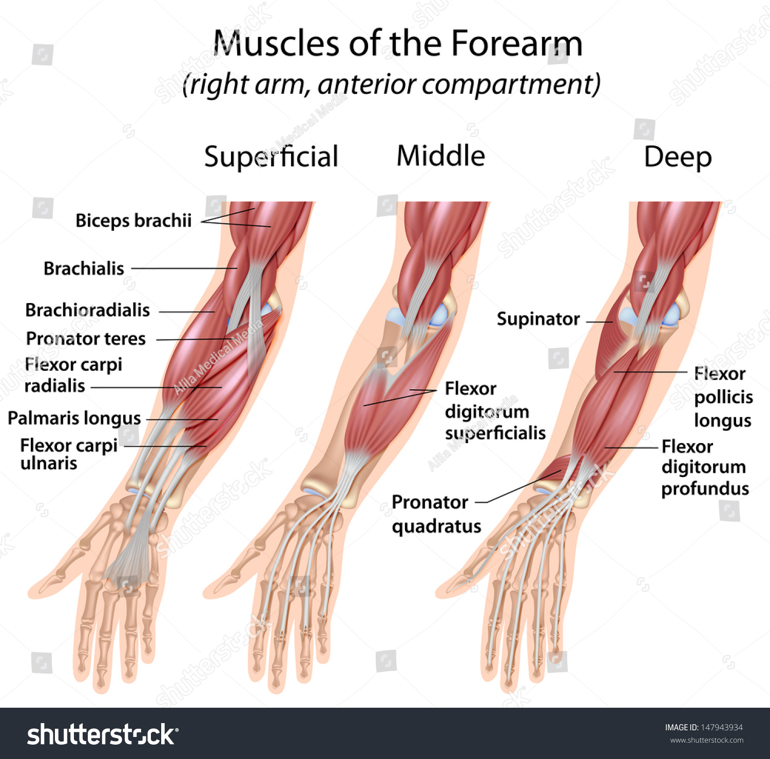 <p>There are *two main layers* — superficial and deep. Superficial = flexors from medial epicondyle deep = flexors of fingers and thumb. 💪 Mnemonic: "Flex from the front."</p>