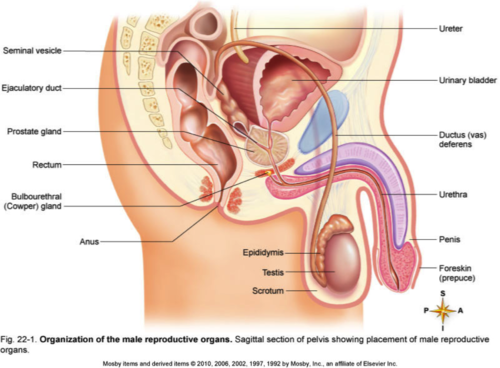 <p>produces and delivers sperm</p>