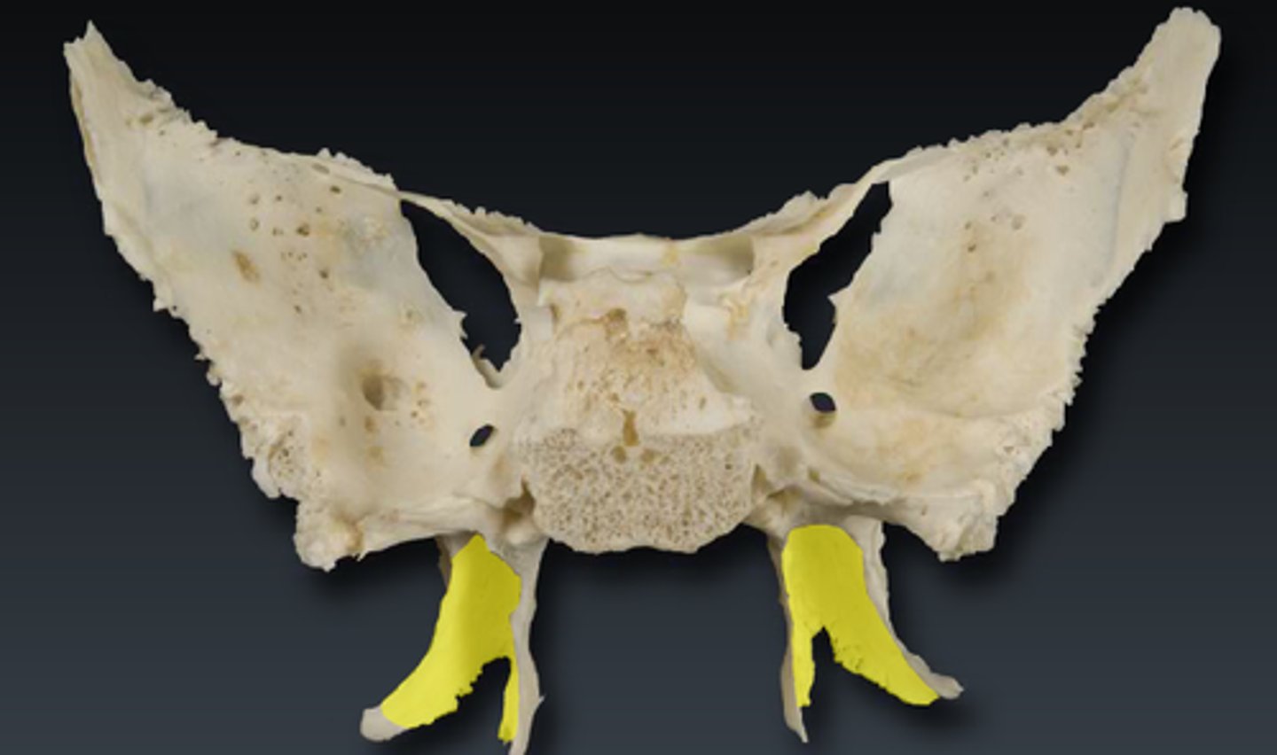 <p>projection</p><p>legs of the butterfly</p>