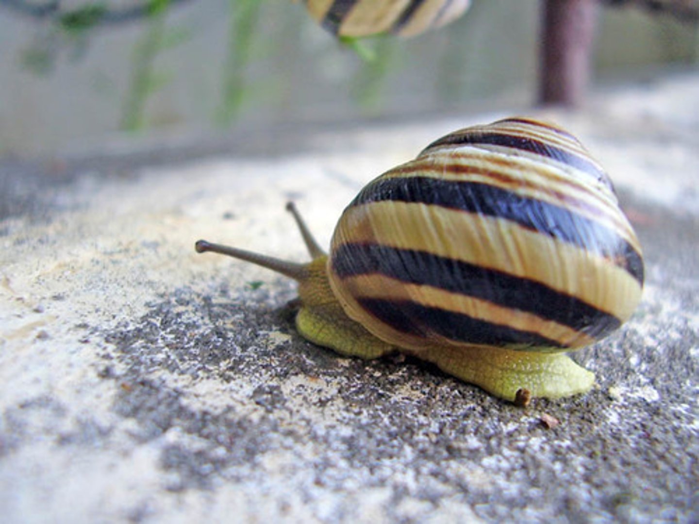 <p>Phylum Mollusks, Class ______ include the snails, limpets and slugs. They demonstrate torsion during early development and are the largest molluscan class. They are also an important host for trematode parasites</p>