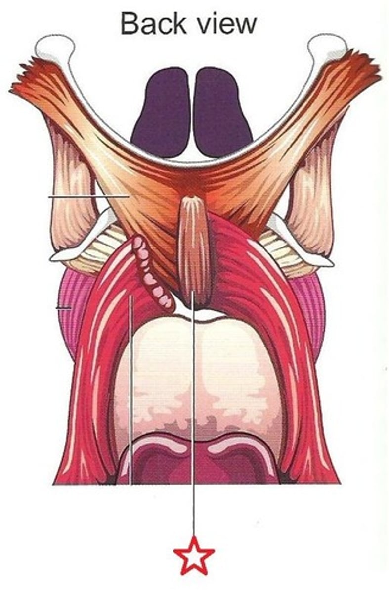 <p>Side of the posterior nasal spine and behind the hard palate</p>