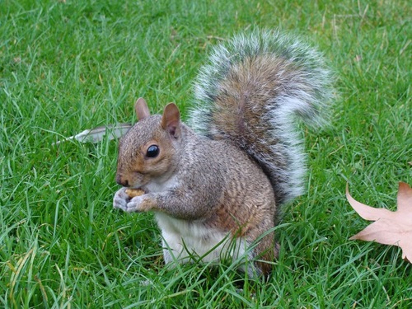<p>Eastern Gray Squirrel</p>