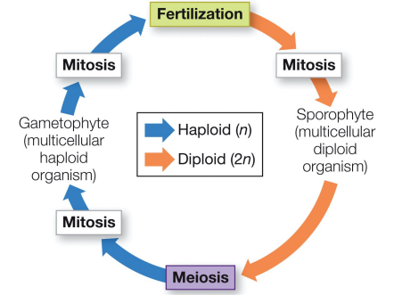 the fusion of gametes (syngamy) produces diploid cells and meiosis produces haploid cells